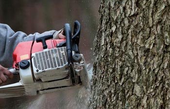 Grand Rapids Tree Removal
