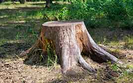 Cedar Springs Stump Removal