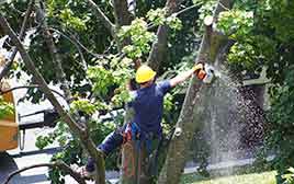 Hudsonville Tree Service