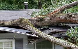 Storm Damage Tree Removal Cedar Springs
