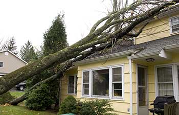 Tree Removal From Storm Wind Damage Grand Rapids