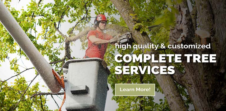 Kent City Tree Removal Services