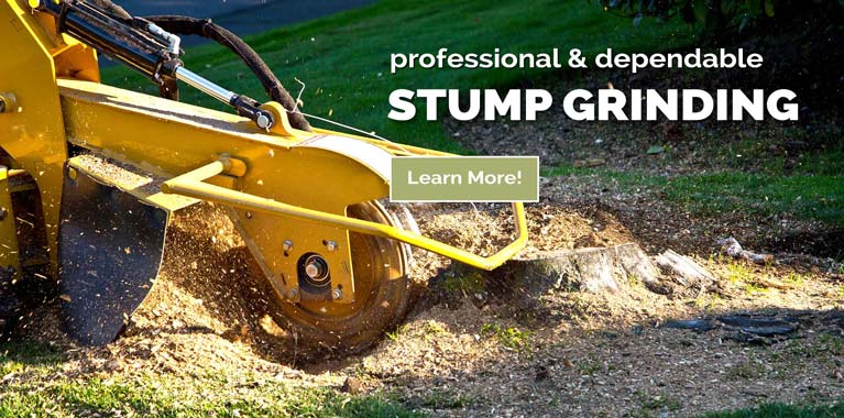 Rockford Tree Stump Grinding