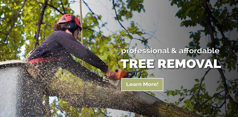 Tree Removal Service in Cedar Springs