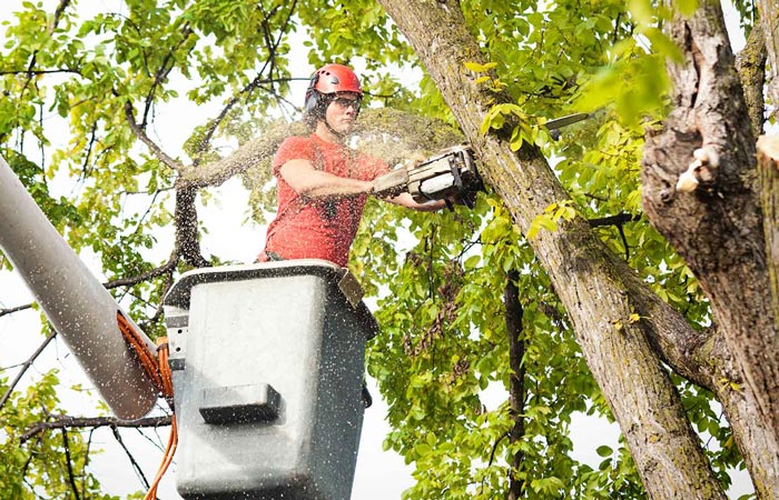 Tree Trimming Clifton Park