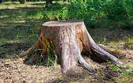 Grandville Stump Removal