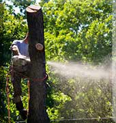 Hudsonville Grinding Tree Service