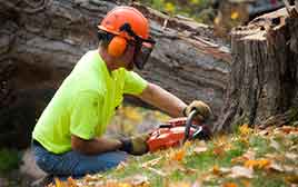 Hudsonville Tree Removal Service