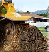 Kent City Stump Grinding