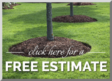 Grand Rapids Tree Removal