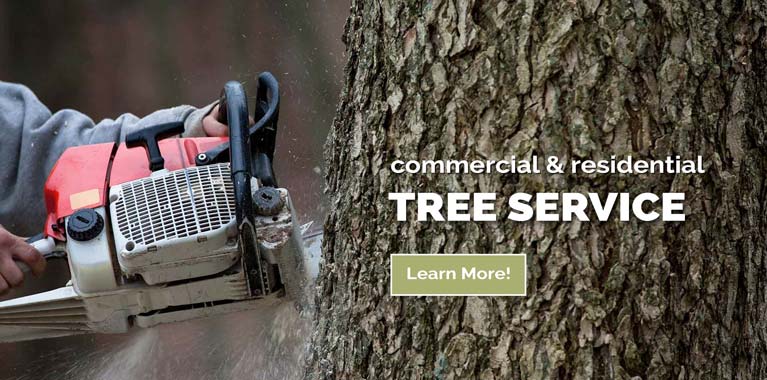 Cedar Springs Tree Removal Contractors