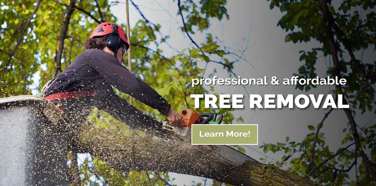 Tree Removal Service in Jenison